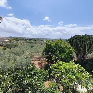 L'araucaria Marsala